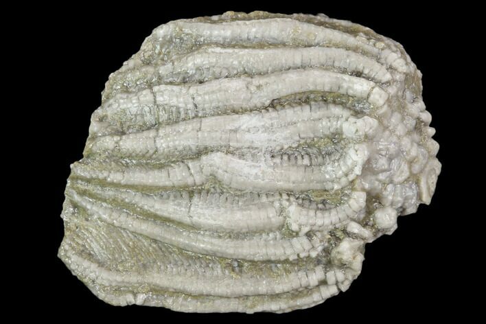 Fossil Crinoid (Batocrinus) Crown - Huntsville, Alabama #102976